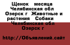 Щенок 3 месяца - Челябинская обл., Озерск г. Животные и растения » Собаки   . Челябинская обл.,Озерск г.